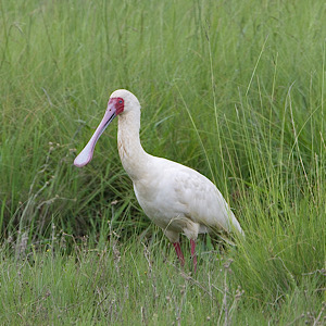 African Spoonbill
