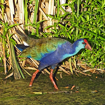African Swamphen
