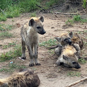 African Wild Dog