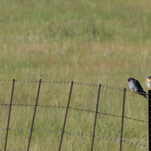 Amur Falcon
