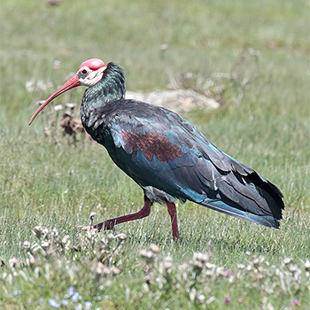Southern Bald Ibis