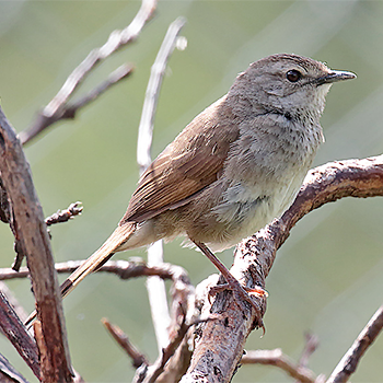 Barratt's Warbler