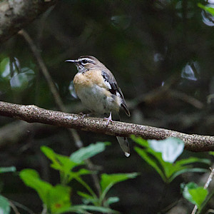 Bearded Scrub-robin