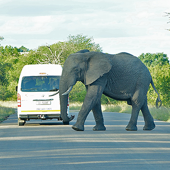 African Elephant and Birdfinders, Kruger National Park