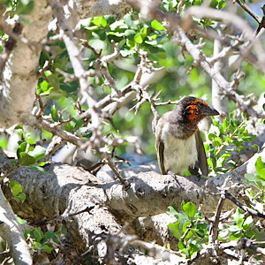 Black-collared Barbet