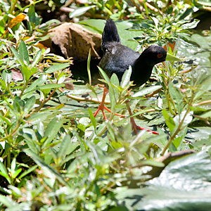 Black Crake