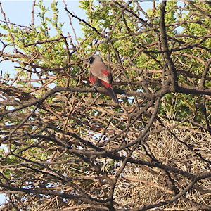 Black-faced Waxbill