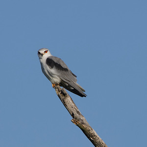 Black-winged Kite