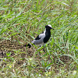 Blacksmith Lapwing