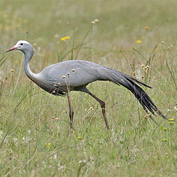 Blue Crane