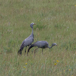 Blue Cranes