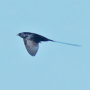 Blue Swallow