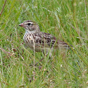 Botha's Lark