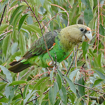 Brown-necked (Cape) Parrot