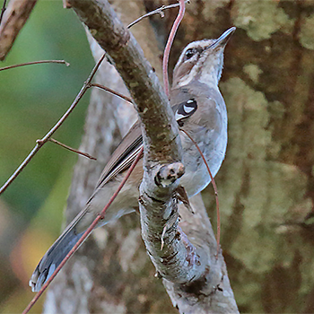 Brown Scrub-robin
