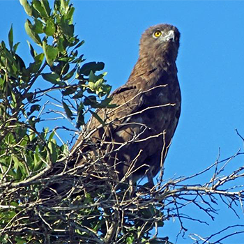 Brown Snake-eagle