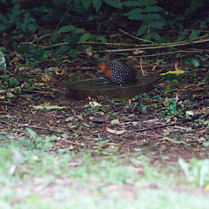 Buff-spotted Flufftail