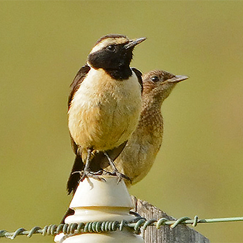 Buff-streaked Bushchat