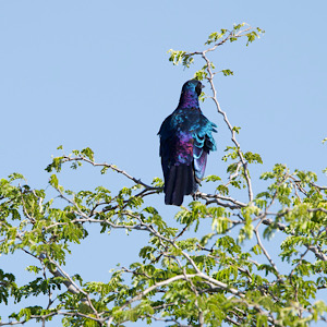Burchell's Starling