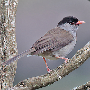 Bush Blackcap