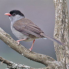 Bush Blackcap