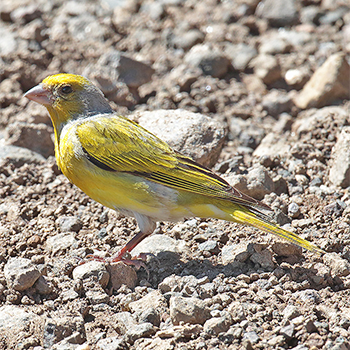 Cape Canary
