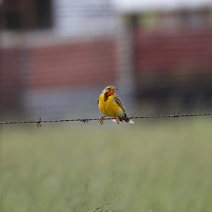 Cape Longclaw