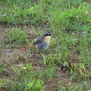 Cape Robin-chat