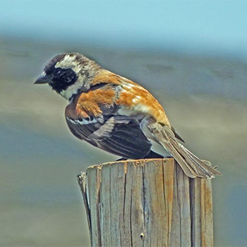 Cape Sparrow