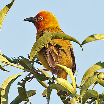 Cape Weaver