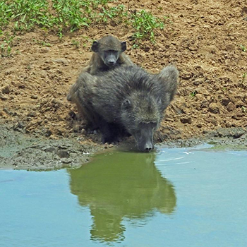 Chacma Baboons