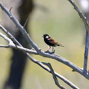 Chestnut-backed Sparrow-lark