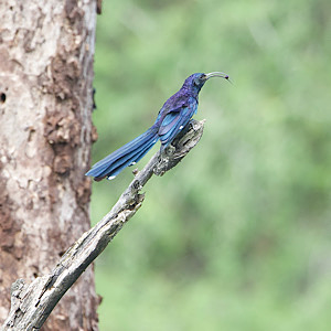 Common Scimitarbill
