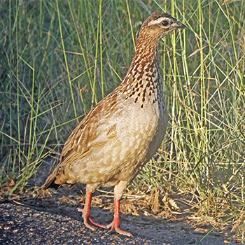 Crested Francolin