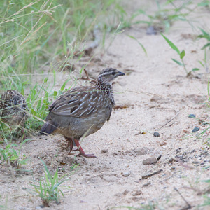 Crested Francolin