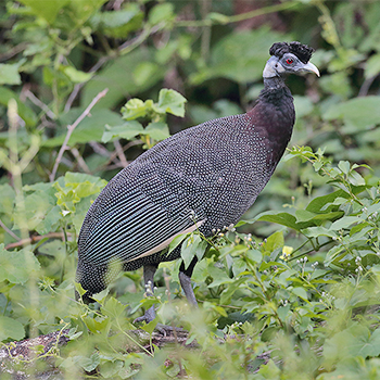Crested Guineafowl