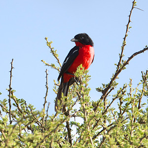 Crimson-breasted Gonolek