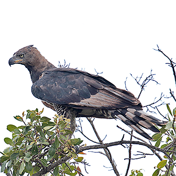 Crowned Eagle