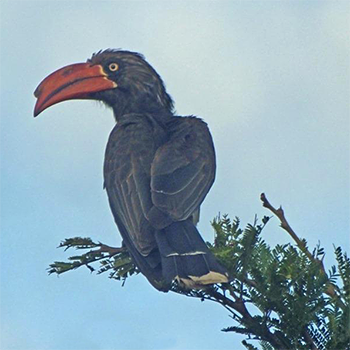 Crowned Hornbill