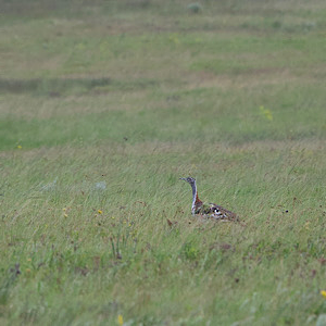Denham's Bustard