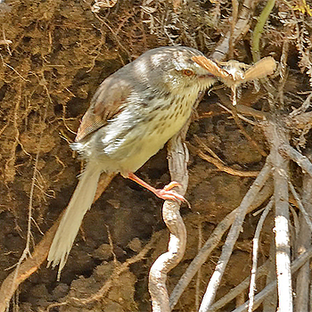 Drakensberg Prinia