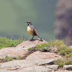 Drakensberg Rockjumper