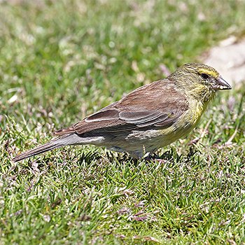 Drakensberg Siskin