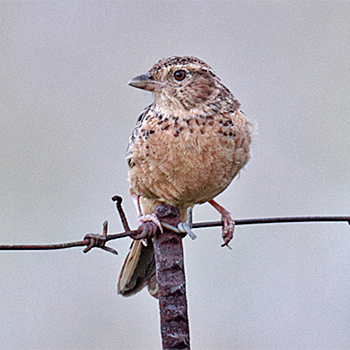 Eastern Clapper Lark