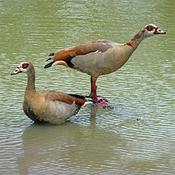 Egyptian Geese