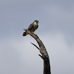 Eurasian Hobby