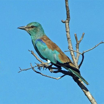 European Roller