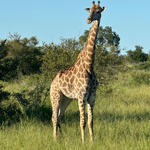 Giraffe