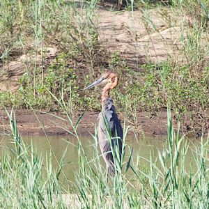 Goliath Heron