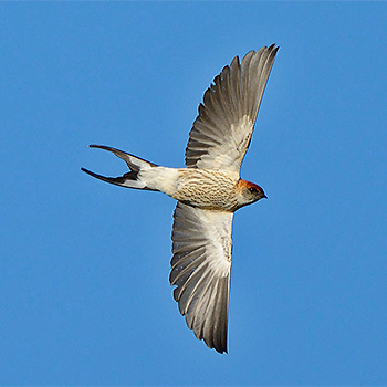 Greater Striped Swallow